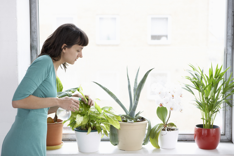 home plants